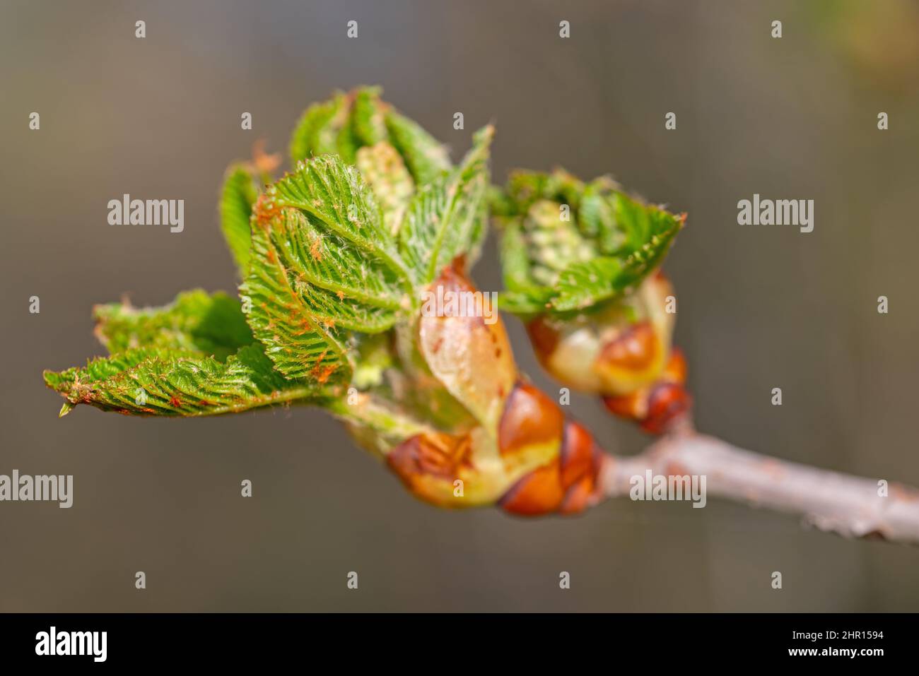 Blattknospe der Rosskastanie, Aesculus, im Frühjahr Stockfoto