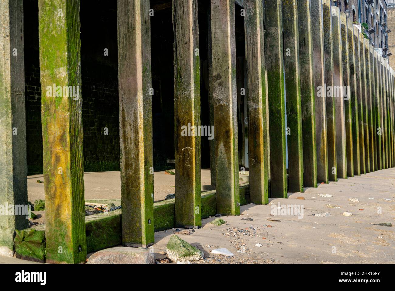 Moosbedeckte hölzerne Stützen an den Ufern der Themse bei Ebbe, Wapping, London, London, England, VEREINIGTES KÖNIGREICH Stockfoto