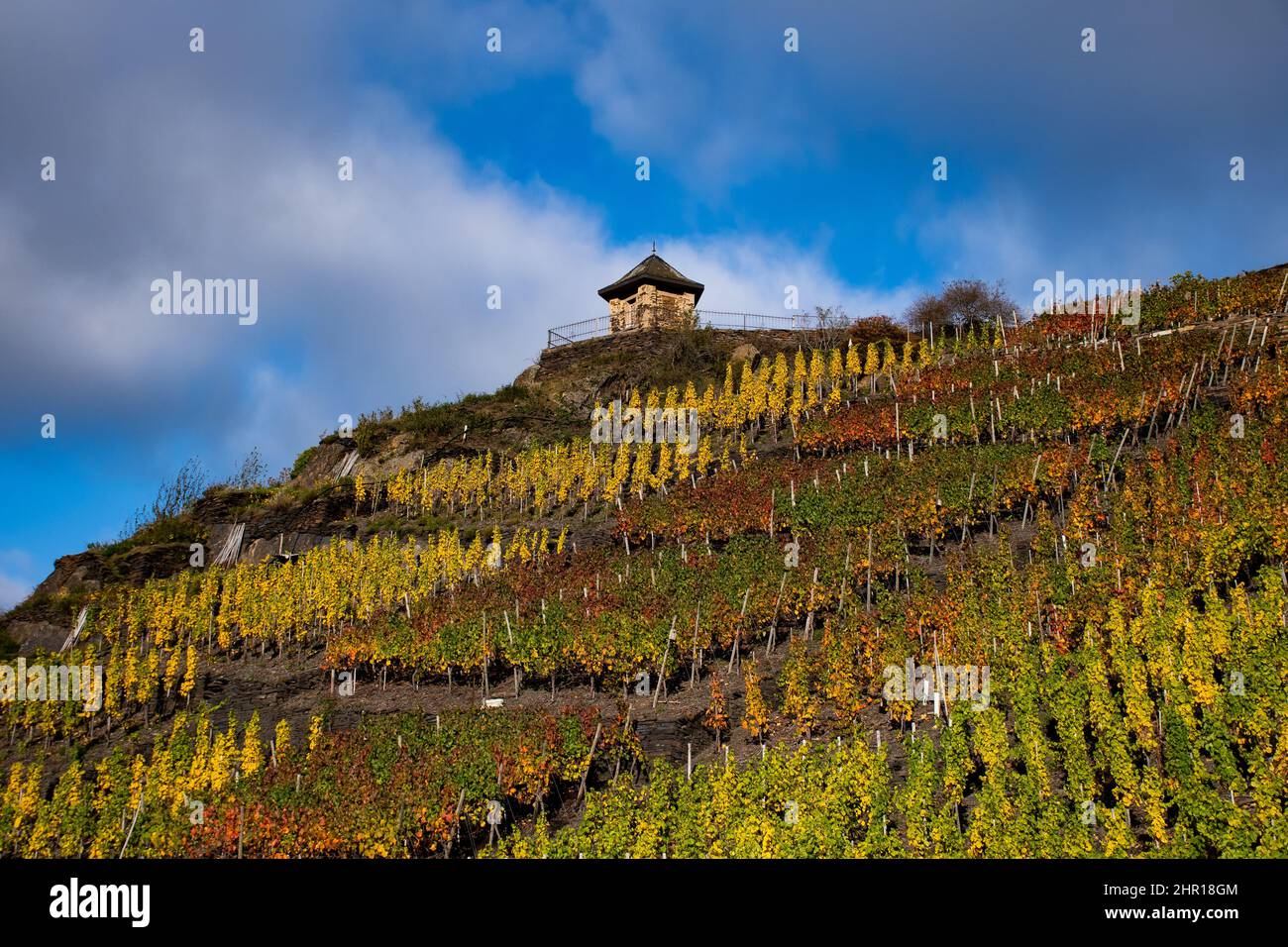 Die Michaelskapelle in Mayschoss mit Weinbergen im Herbst Stockfoto