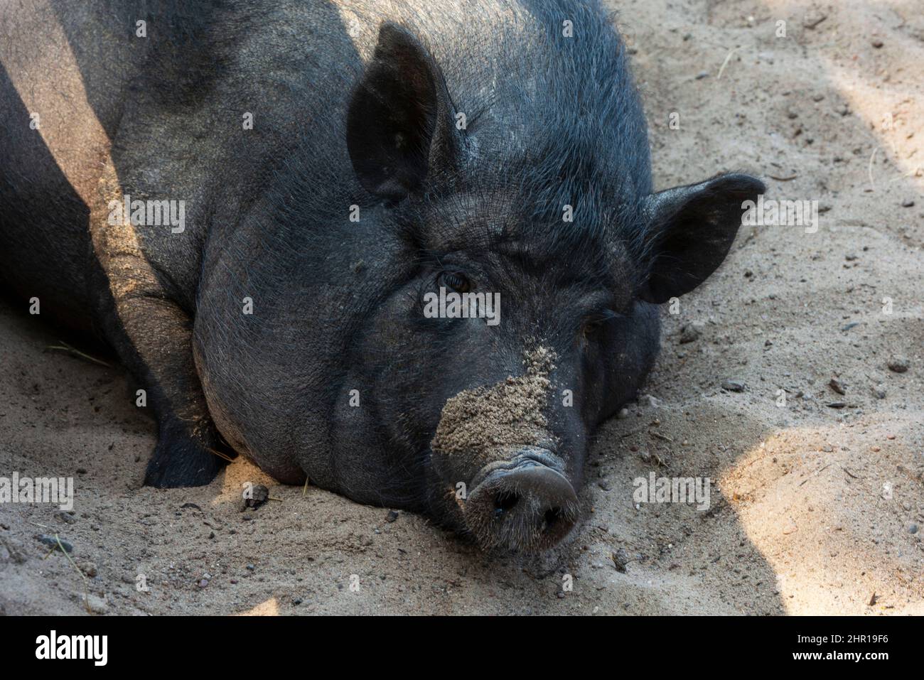 Schwarzes Hausschwein, das im Freien in einem Stift auf dem Boden liegt, Schweinefkopf aus der Nähe, Haustiere. Stockfoto