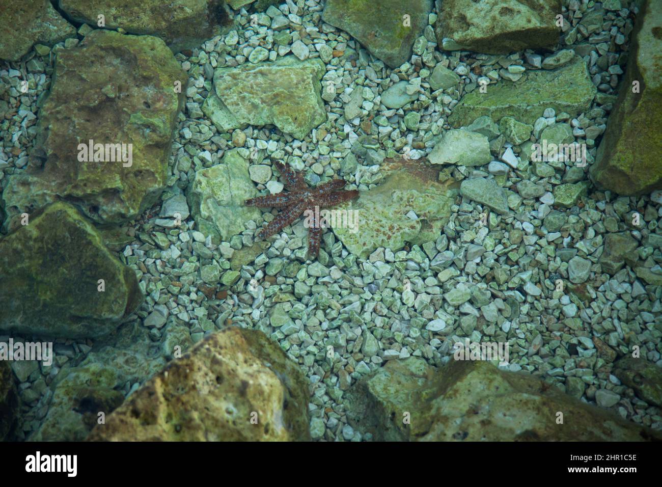 Ein roter Seesterne bewegt sich am Meeresboden entlang Stockfoto