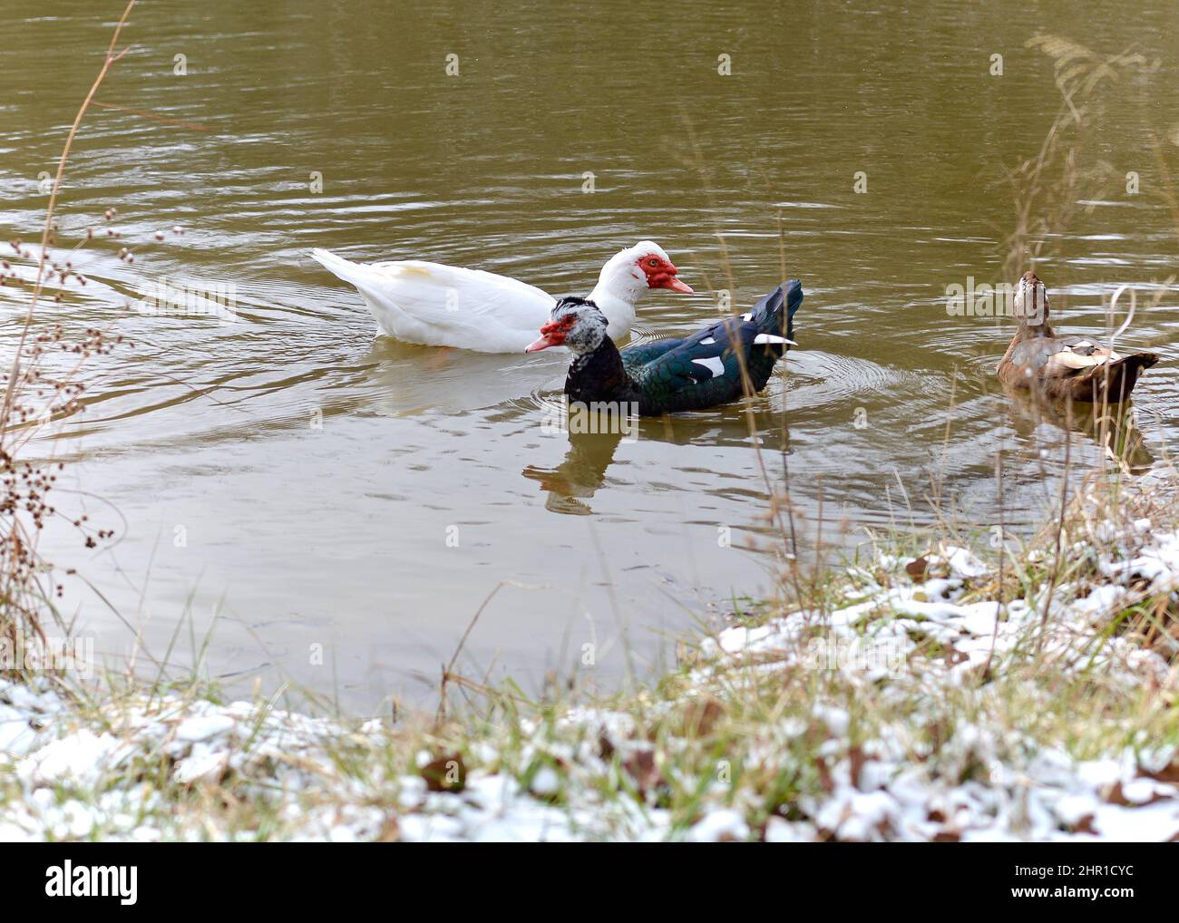 ENTEN IM VERSCHNEITEN WASSER Stockfoto