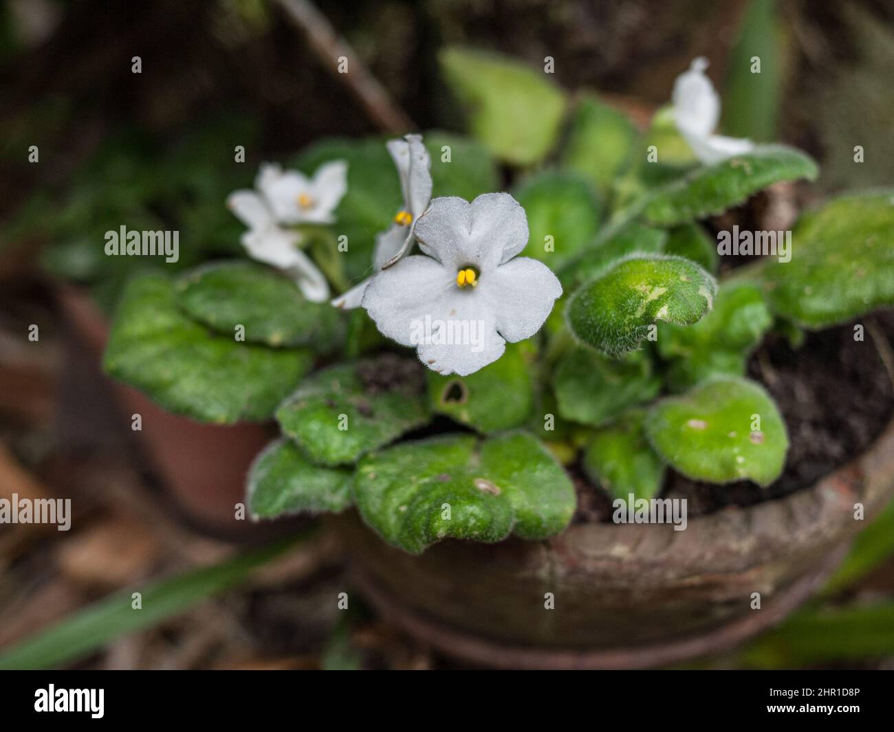 Weiße einzelne afrikanische violette Pflanze (Saintpaulia ionantha) mit einigen Blattschäden. Stockfoto