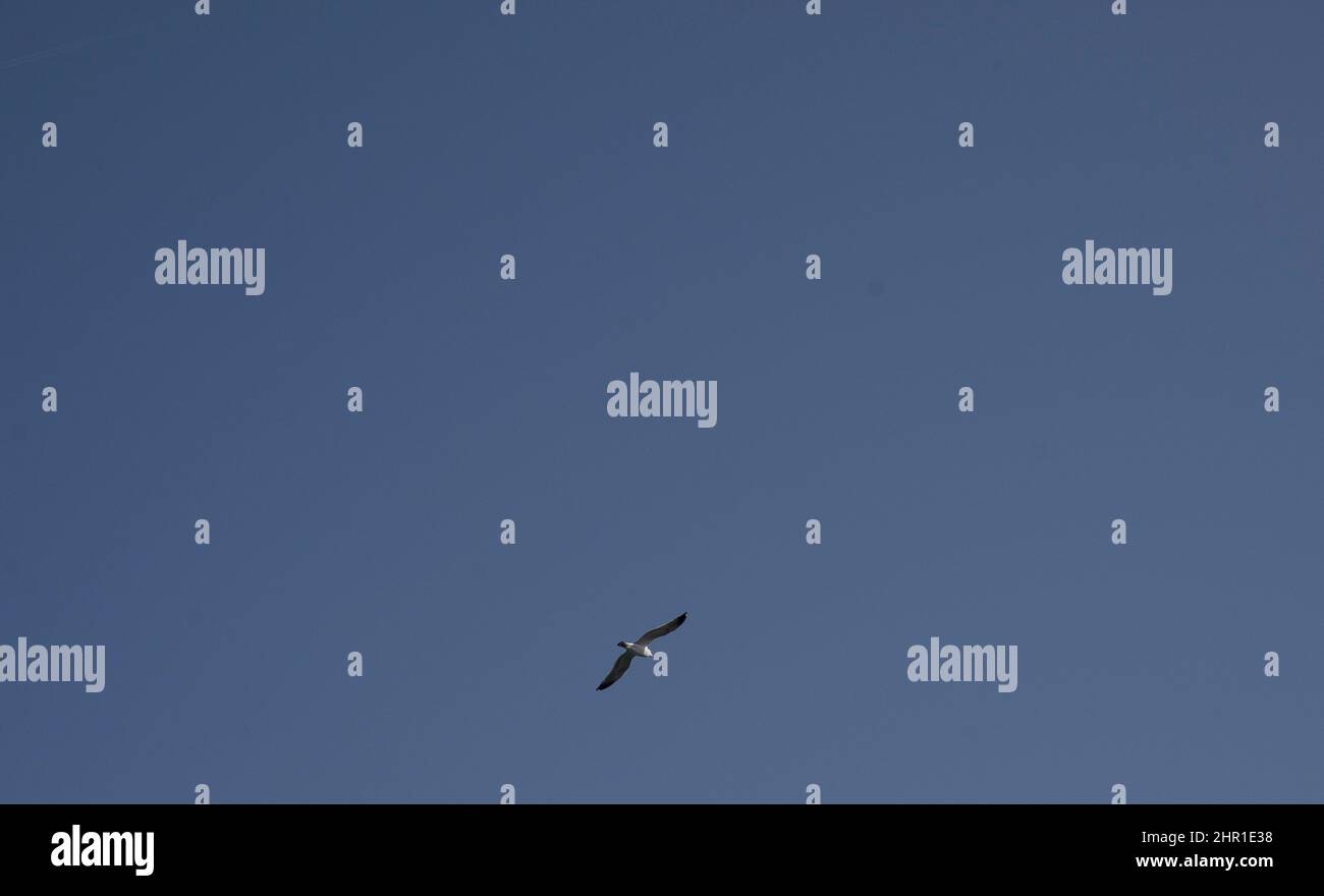möwe fliegt allein unter einem blauen Himmel Stockfoto möwe fliegt allein unter einem blauen Himmel Stockfoto