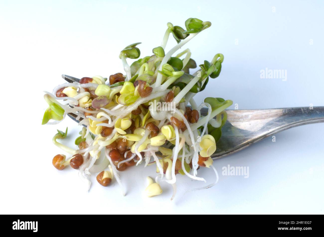 Garten-Rettich (Raphanus sativus), japanischer Daikon-Radisch, Sprossen, Ausschnitt Stockfoto