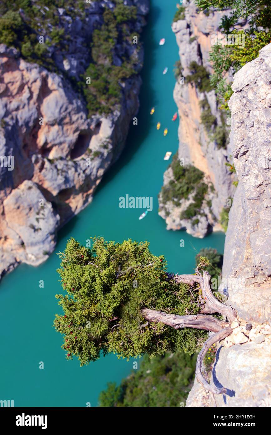 wacholder (Juniperus spec.), Wacholderbaum auf der Klippe der großen Schlucht von Verdon, Frankreich, Alpes de Haute Provence, Moustiers Sainte Marie Stockfoto