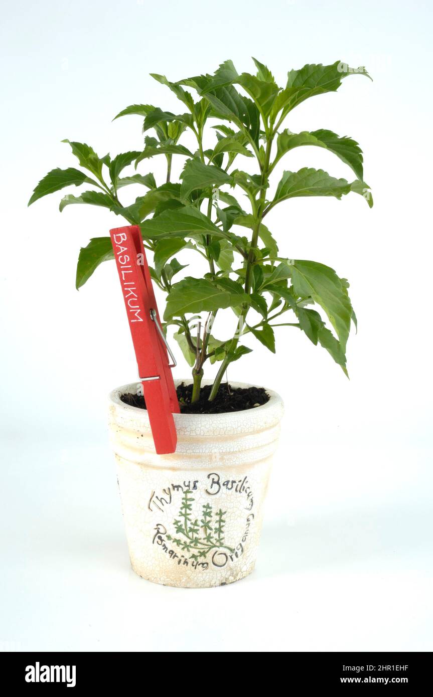 Süßes Basilikum (Ocimum selloi), Topfpflanze, Sorte Grüner Pfeffer Stockfoto