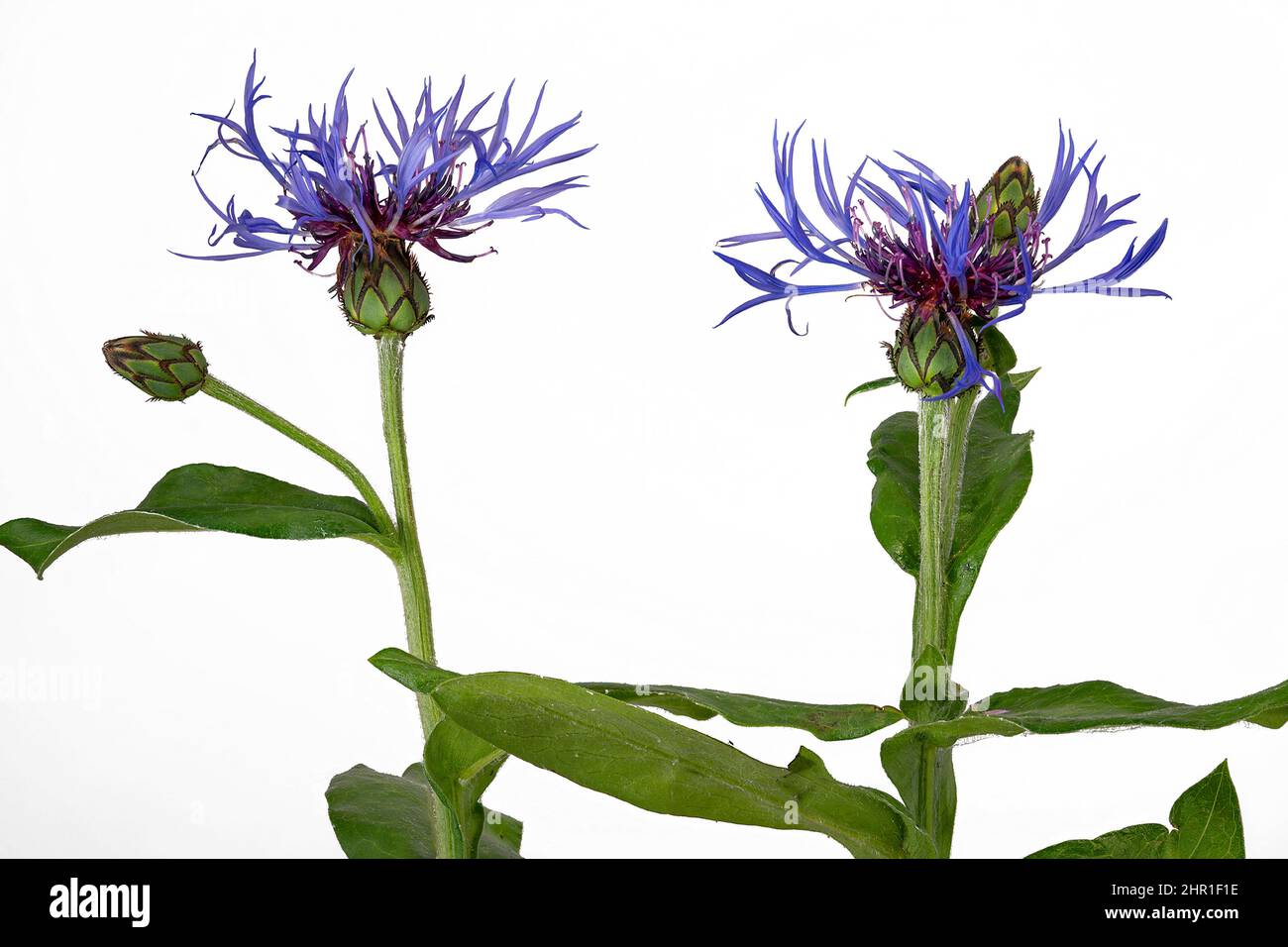 Montane Sternenhistel, Perennial Maisblume, Mountain Knapweed, Mountain Maisblume, Bachelor's Button, Gebirgsbluet (Centaurea montana), blühend, Stockfoto