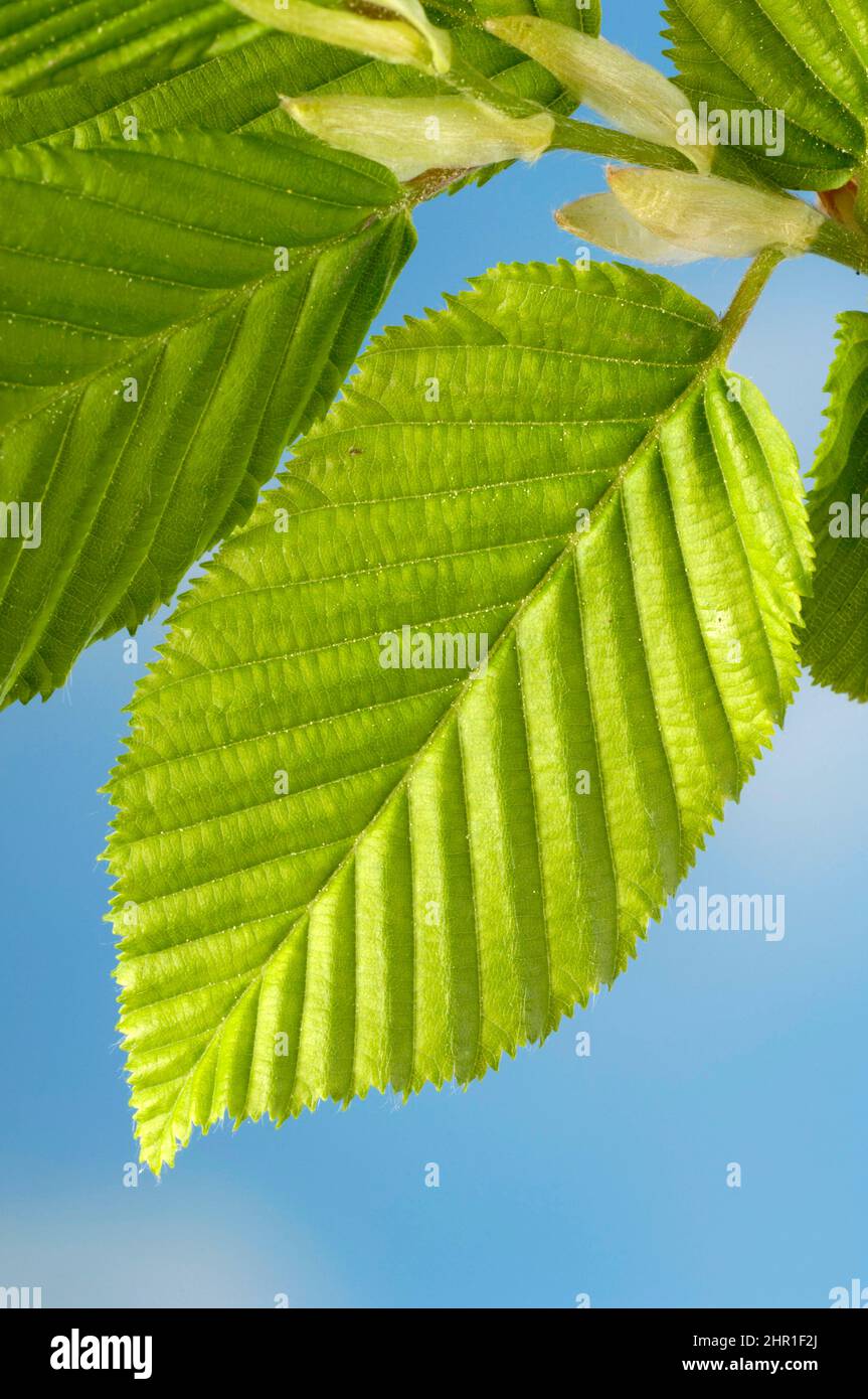Hainbuche, europäischer Hainbuche (Carpinus betulus), Zweig mit frischem Blatt, Deutschland Stockfoto