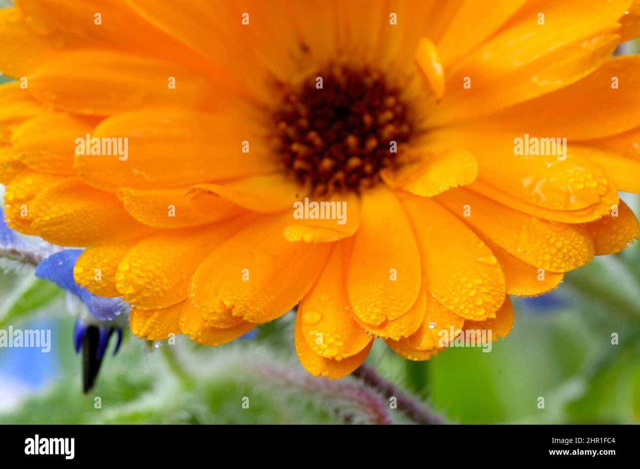Garten-Ringelblume (Calendula Officinalis), blühen Stockfoto