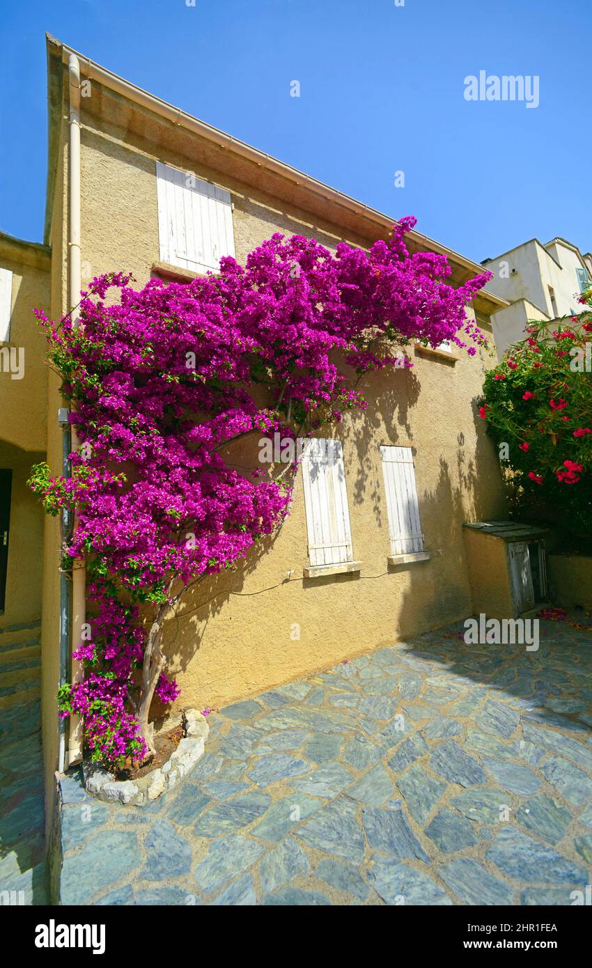 Papierfabrik, vier Uhr (Bougainvillea-Hybride), Haus in der Altstadt, Frankreich, Korsika, Saint Florent Stockfoto