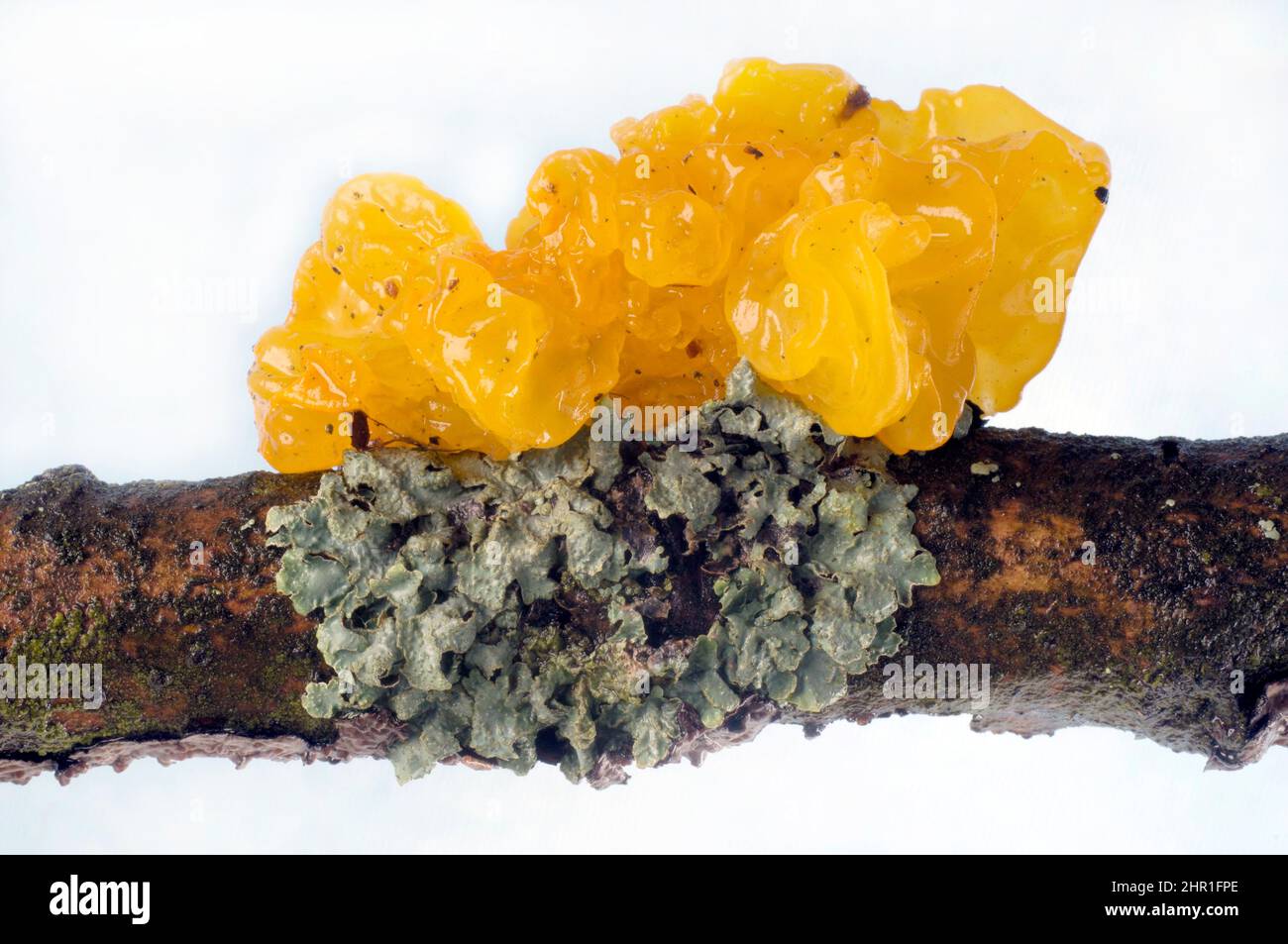 Gelbes Gehirn, Goldgeleepilz, Gelber Trembler, Hexenbutter (Tremella mesenterica, Tremella lutescens), auf einem Zweig mit Flechten, Ausschnitt Stockfoto