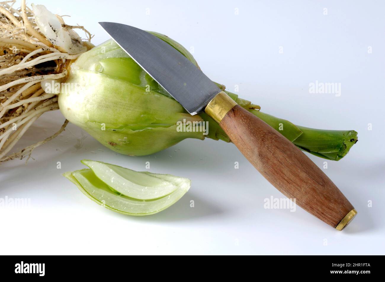 Falsche Meereszwiebel (Ornithogalum caudatum), Zwiebel mit Messer schneiden, ausschneiden Stockfoto