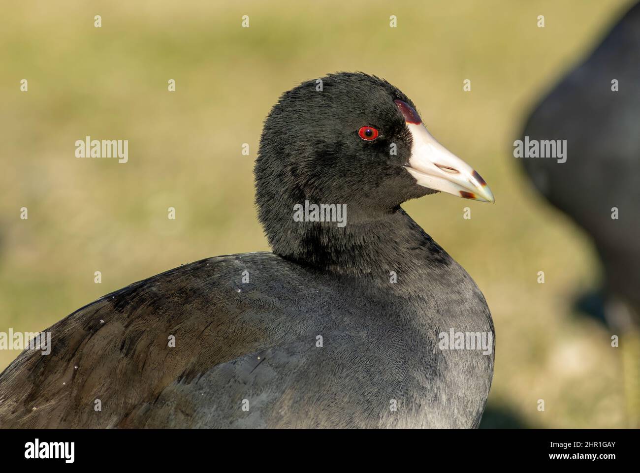 Ein Porträt von American Coot aus nächster Nähe auf einem Golfplatz im Zentrum von Arizona. Ein gewöhnlicher Wasservogel, der um Seen und Teiche gefunden wurde. Stockfoto