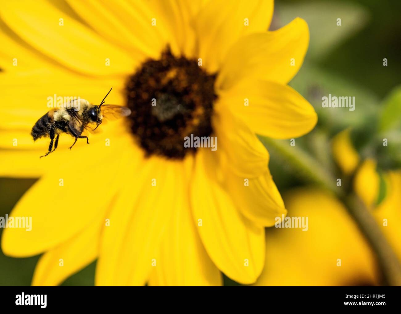 Nahaufnahme einer großen Bumblebee im Flug mit einer leuchtend gelben Sonnenblume im Hintergrund. Stockfoto