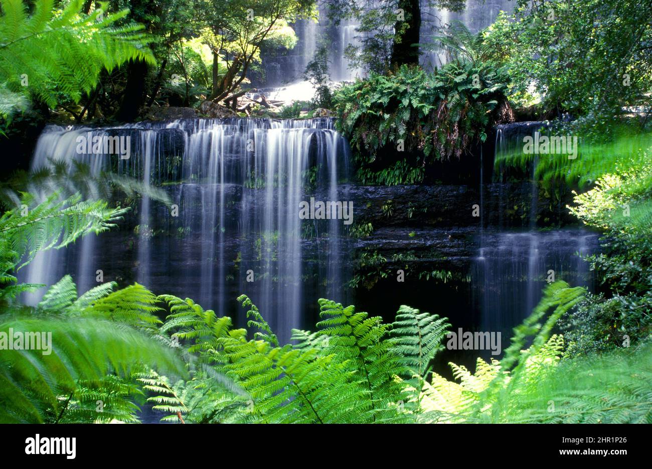 Tarkine Rainforest Waterfall, Tasmanien, Australien Stockfoto