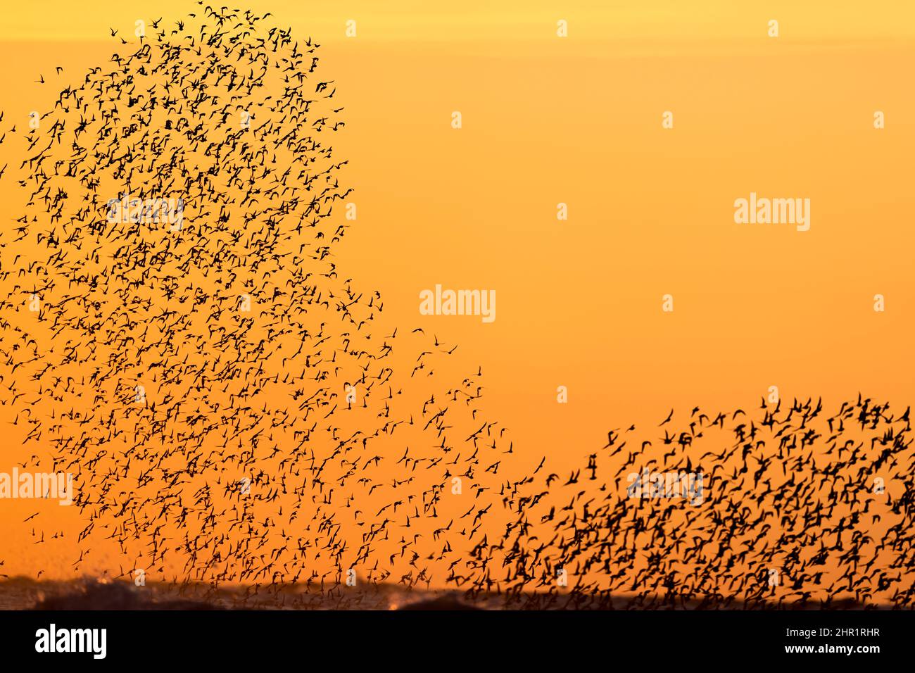 Silhouette einer Schar von Sanderlingen, die über den Ozean fliegen Tri-State Region, East Coast, USA Bitte kontaktieren Sie: info@greggard.com für Lizenzierung informat Stockfoto