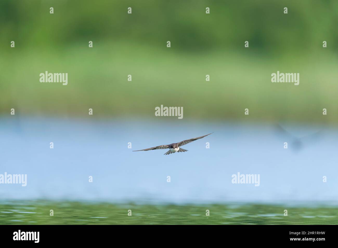 Jungbaum-Schwalbe (Tachycineta bicolo) fliegt direkt auf die Kamera zu, mit weit über dem Wasser ausgebreiteten Flügeln, die nach innen huten Stockfoto