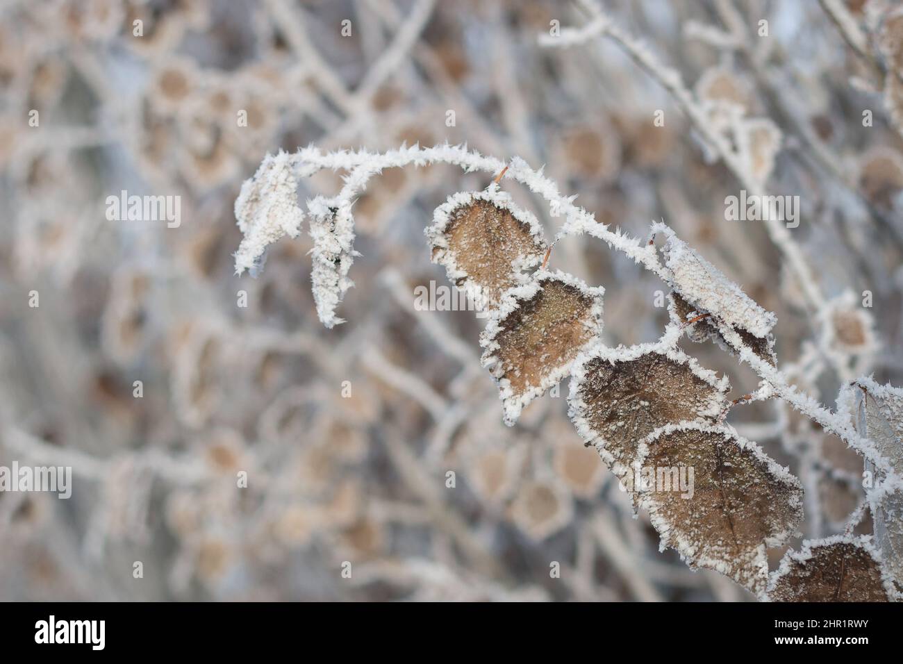 Frost an den Ästen des Herbstes Stockfoto