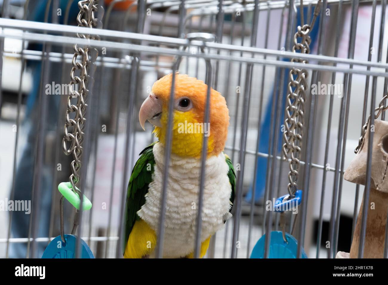 Grün, orange, gelb und weiß Haustier Vogel im Vogelkäfig Stockfoto
