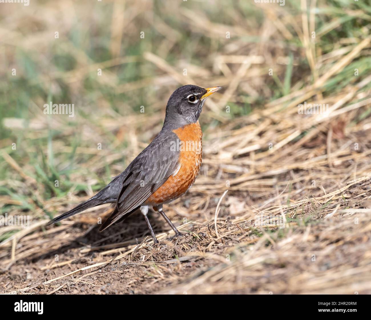 Nahaufnahme eines amerikanischen Robin auf einem wilden, hügeligen Gebiet im frühen Frühjahr. Stockfoto