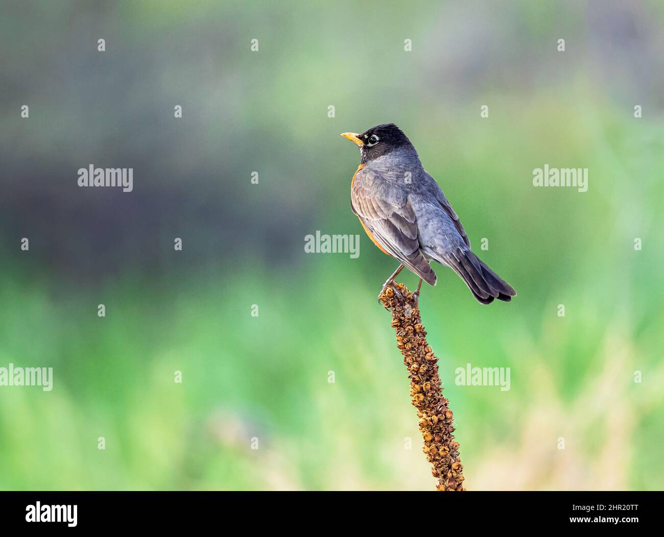 Ein Nahaufnahme-Porträt eines amerikanischen Robin, der auf einem Stiel von Common Mullein thront und ein sanft abgebildetes grünes Feld mit goldenen Gräsern überblickt. Stockfoto