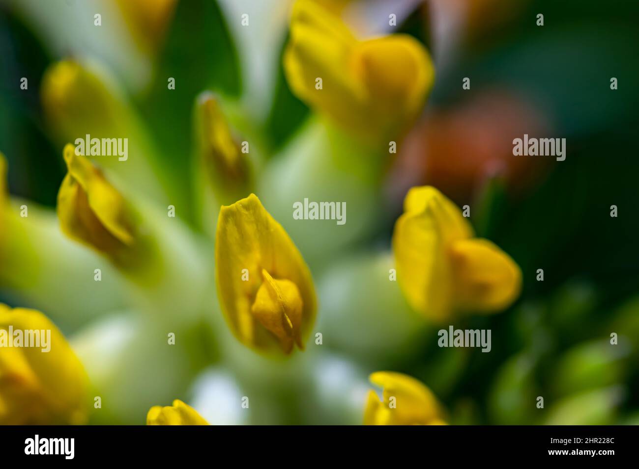 Anthyllis vulneraria ssp. Alpestris blüht in Bergen, aus der Nähe Stockfoto