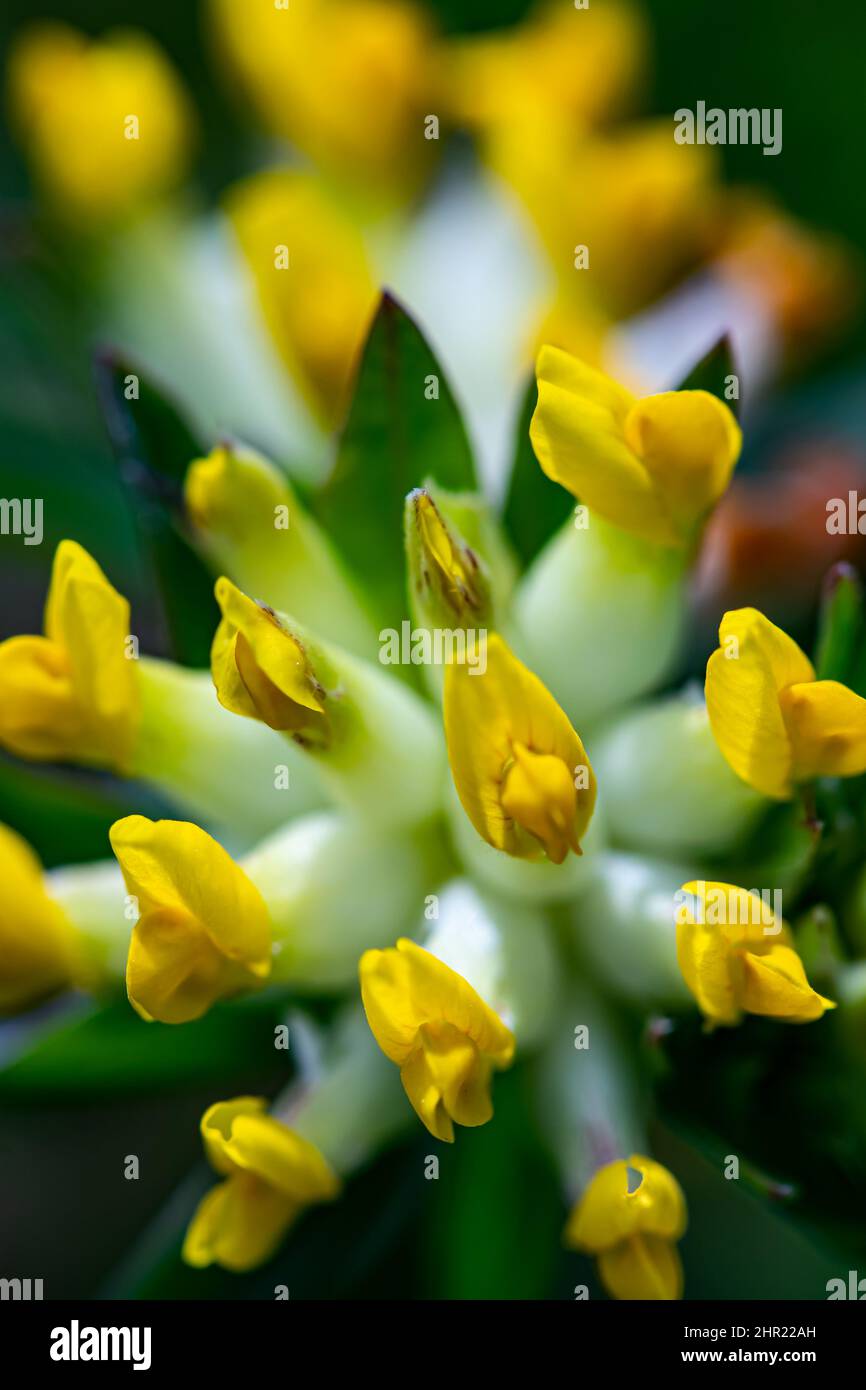 Anthyllis vulneraria ssp. Alpestris Blume wächst in den Bergen, aus der Nähe Stockfoto