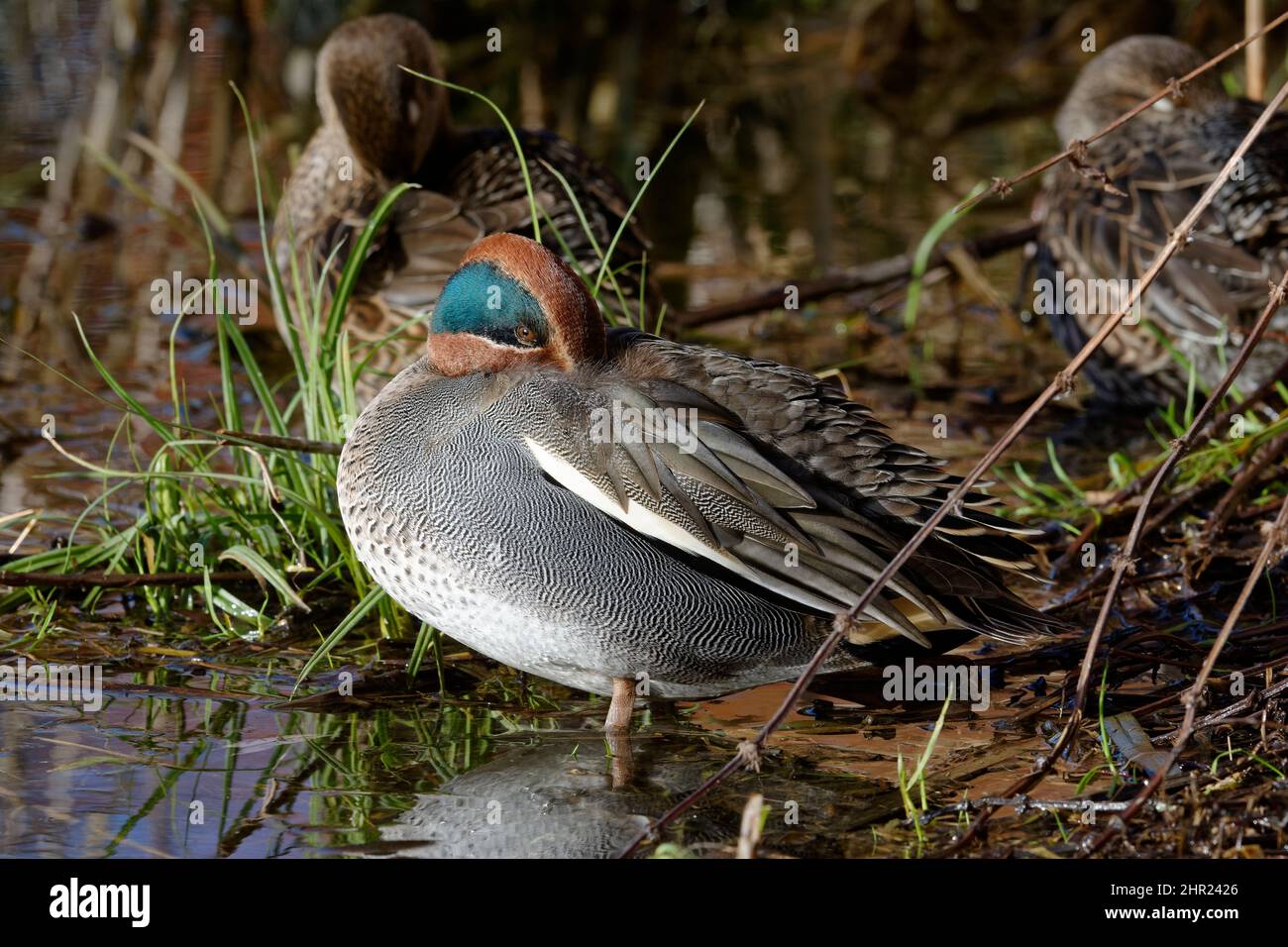 Gewöhnliches Teal - Anas crecca, männlicher Roosting mit Weibchen hinten Stockfoto