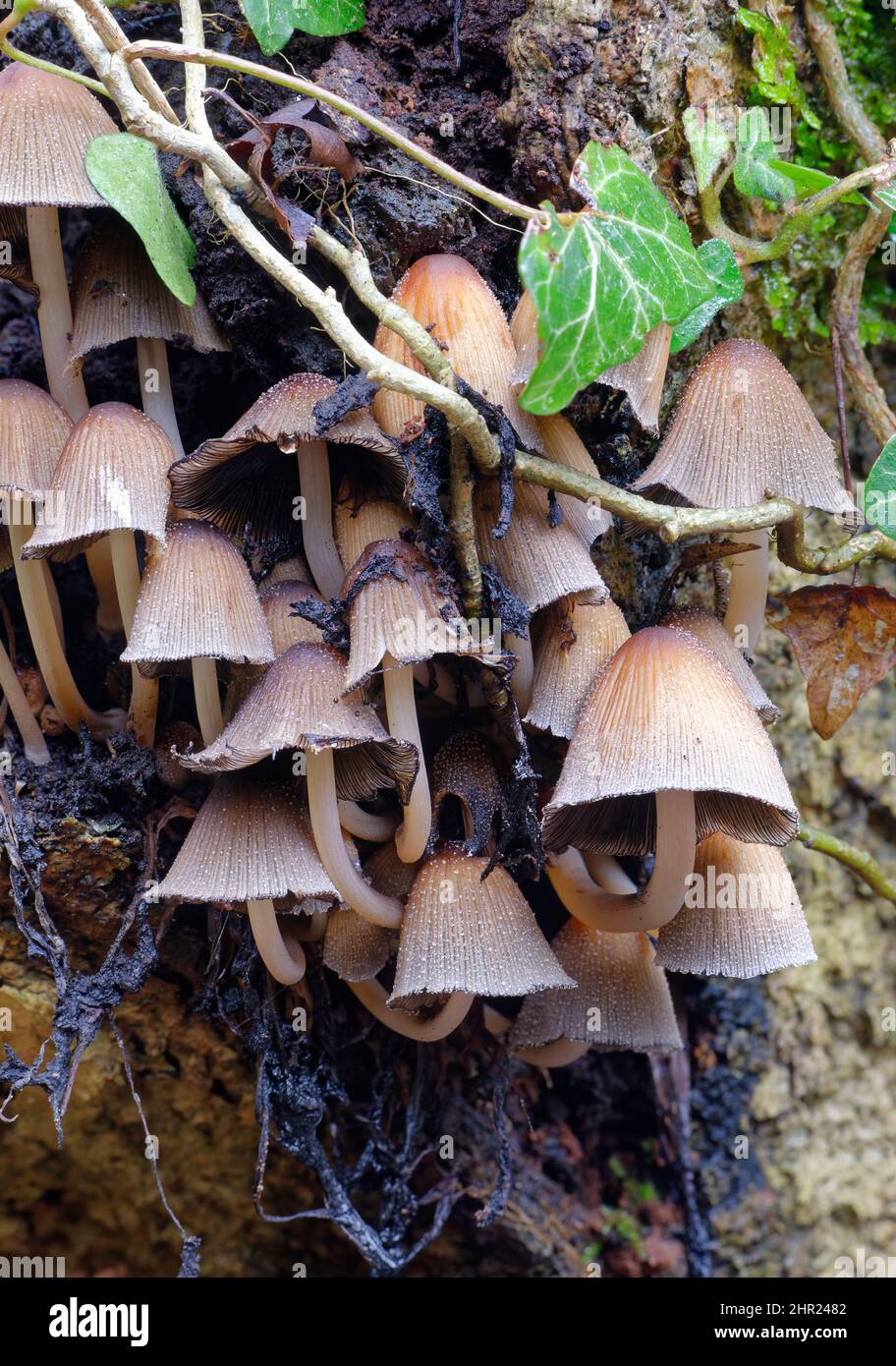 Faries Bonets oder Trooping Crumble Caps - Coprinellus disseminatus, reife Caps Stockfoto