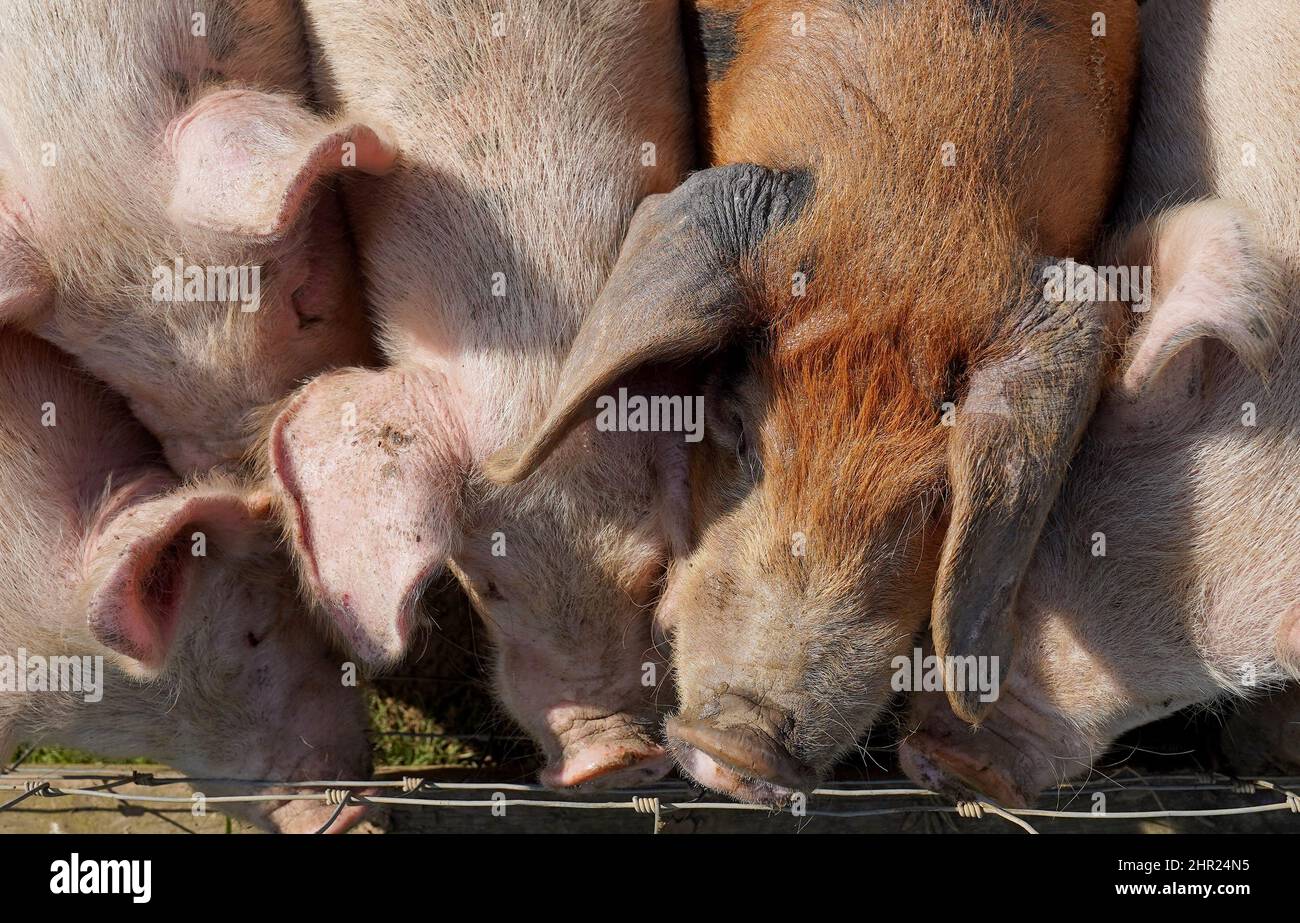 File Photo vom 24/08/21 von Schweinen auf einer Schweinezucht in der Nähe von Ashford in Kent, da Vegetarier laut einer Studie ein geringeres Krebsrisiko haben könnten, als Fleischesser. Stockfoto