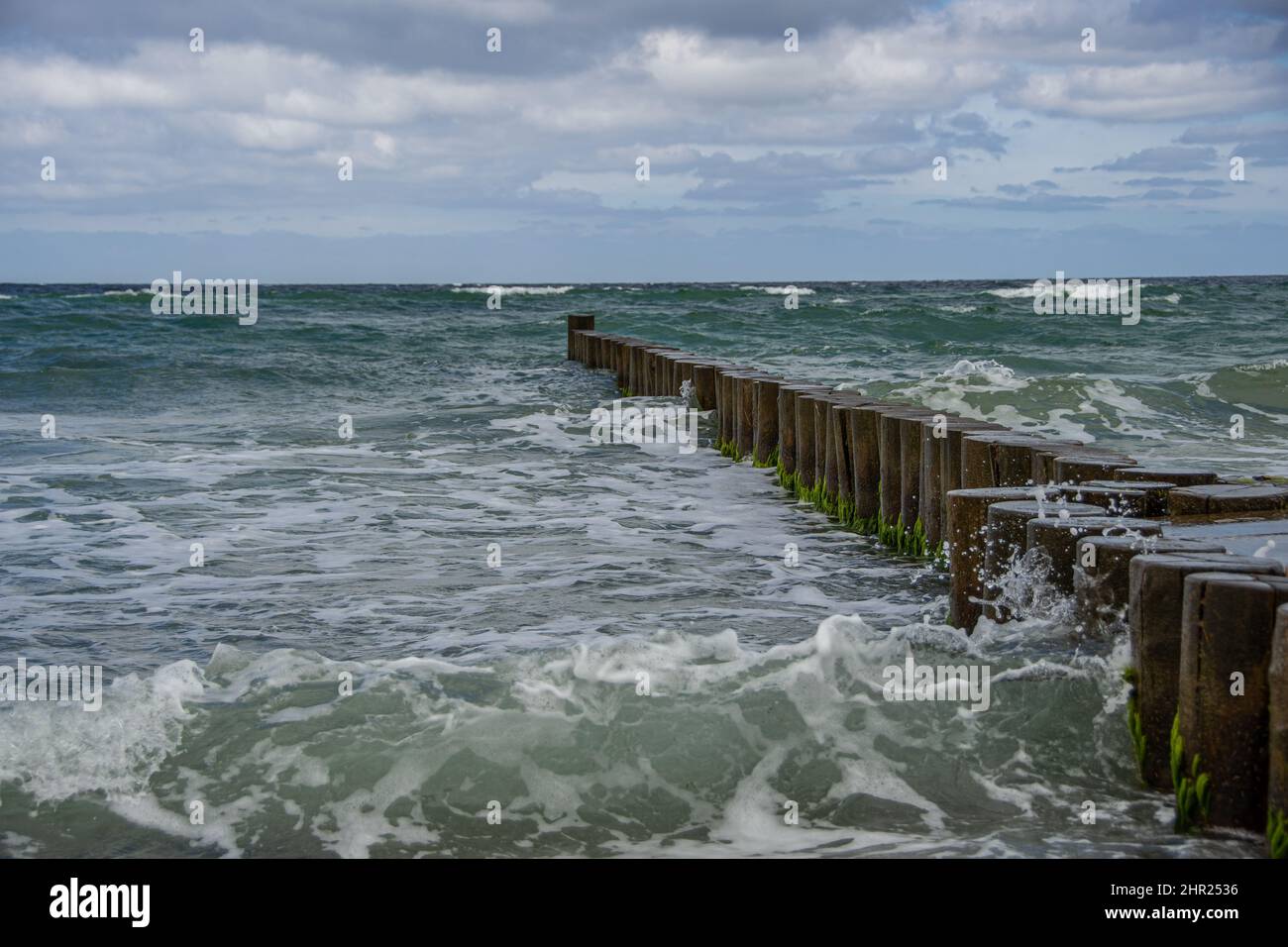 Holzkehlchen in der rauen Ostsee auf der Halbinsel Fischland-Darß-Zingst Stockfoto