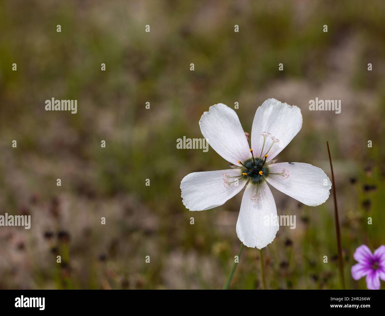 Weiße Blume der Drosera cistiflora mit Copyspace Stockfoto