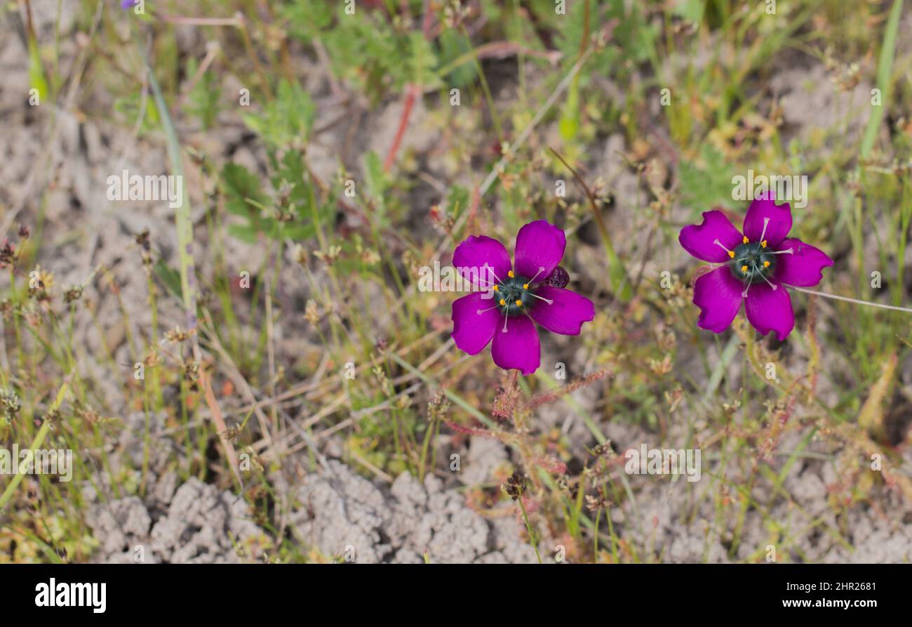 Violette Blüten der Drosera cistiflora mit Copyspace Stockfoto