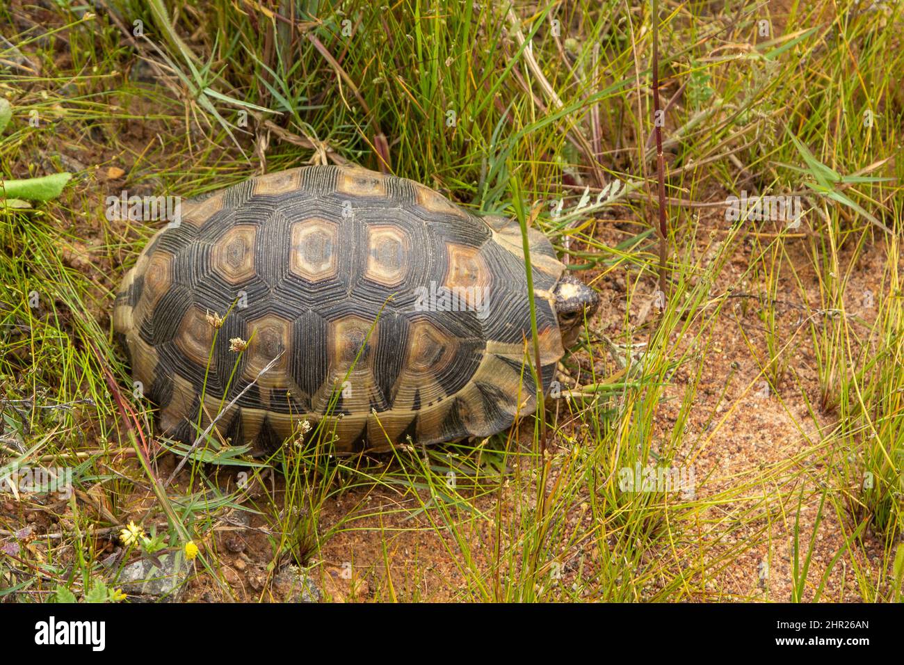 Rotbauch-Schildkröte (Chersina angulata) in der Nähe von Darling im westlichen Kap von Südafrika Stockfoto