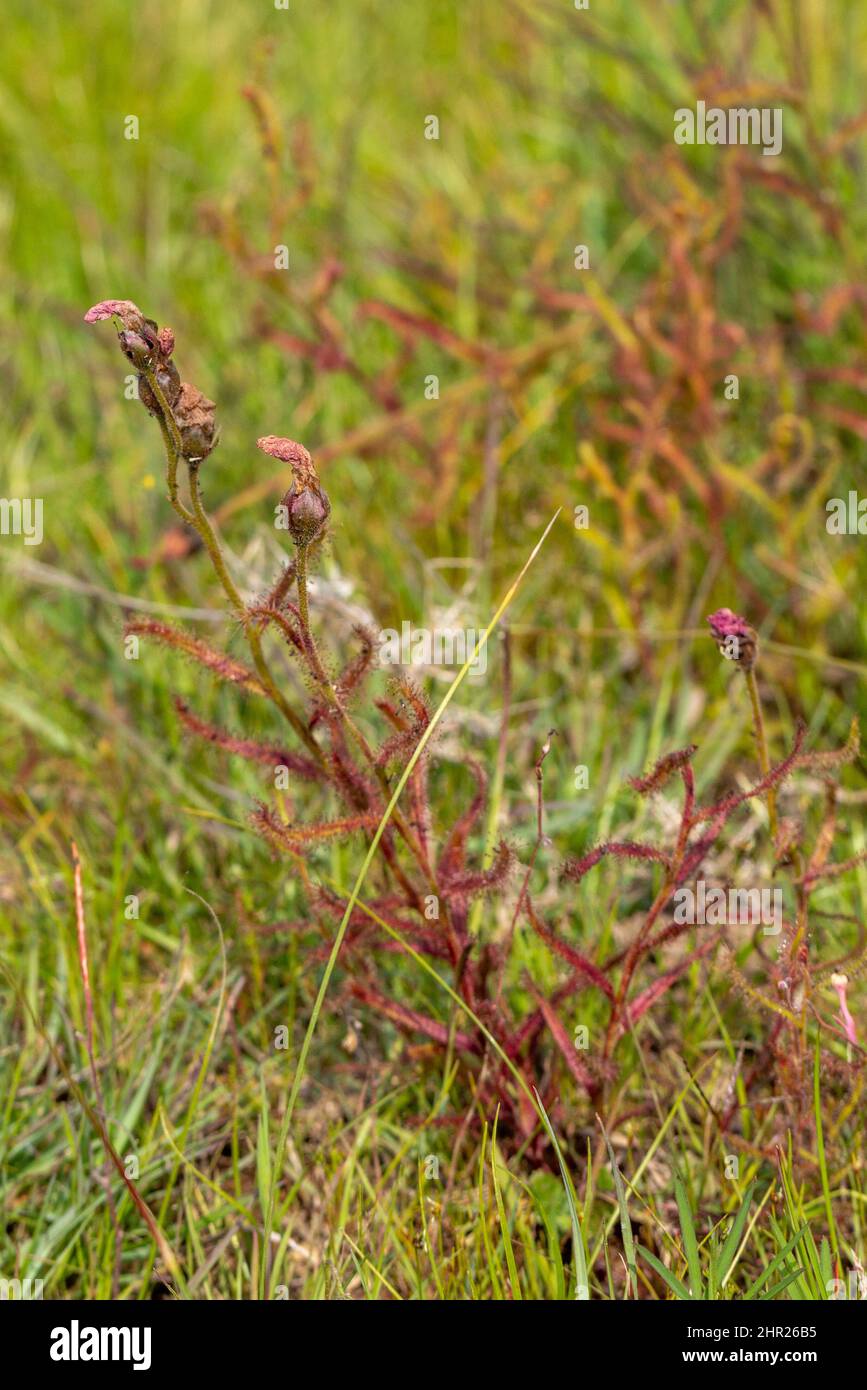 Einige rote Pflanzen der Drosera cistiflora Stockfoto