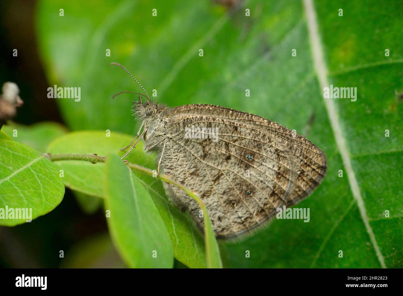 Gewöhnlicher Schmetterling mit fünf Ringen, Ypthima baldus Winter morph, Satara, Maharashtra, Indien Stockfoto