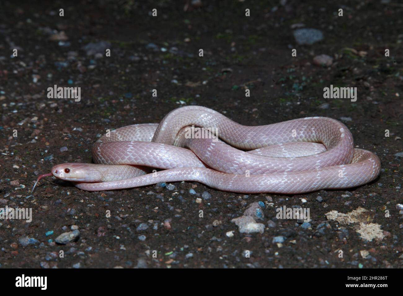 Albino Common Krait, Bungarus caeruleus, Satara, Maharashtra, Indien Stockfoto