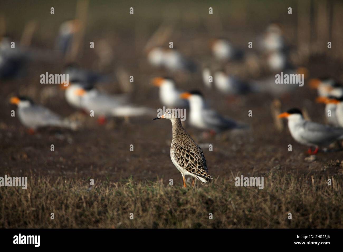 Holzsandpiper, Tringa glareola, Satara, Maharashtra, Indien Stockfoto