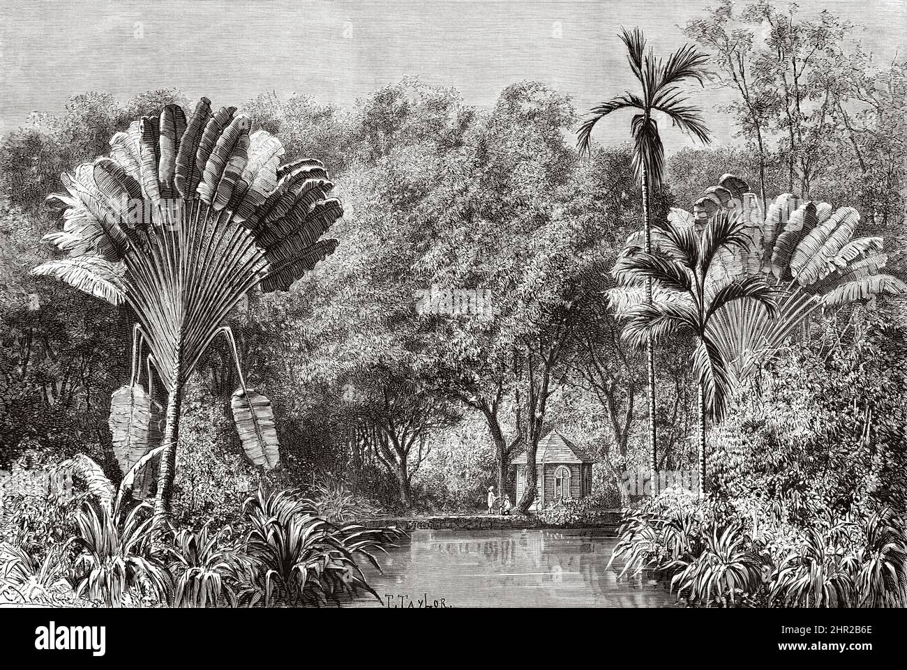 Botanischer Garten, Saint-Pierre, Martinique. Südamerika. Alte, 19.. Jahrhundert gravierte Illustration von der Reise nach Kolumbien von Edward Francois Andre, Le Tour du Monde 1877 Stockfoto