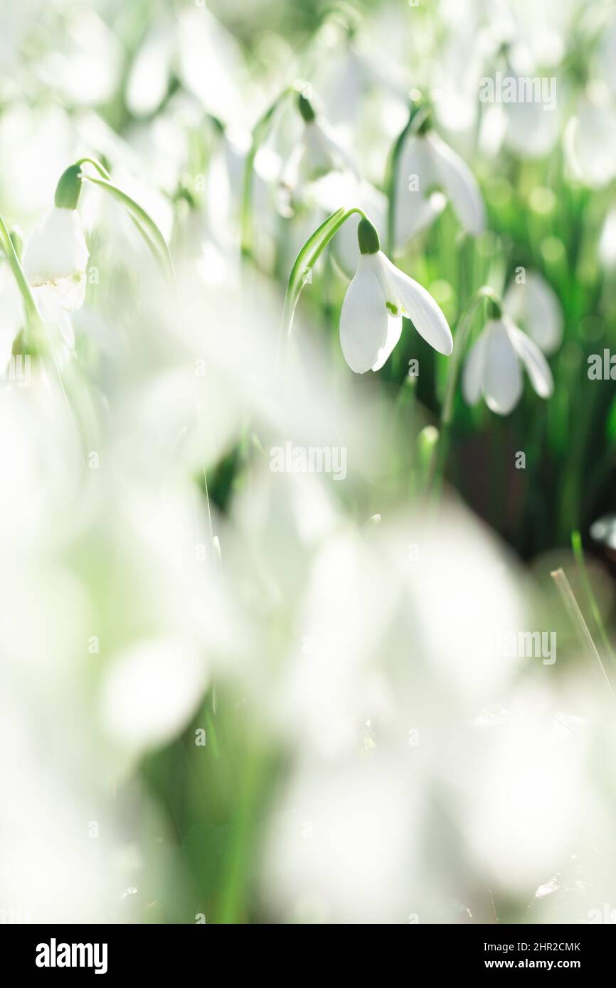 Ein Waldboden mit einem Teppich aus reinweißen Schneeglöckchen-Blumen, die den Frühling und neue Anfänge ankünden Stockfoto