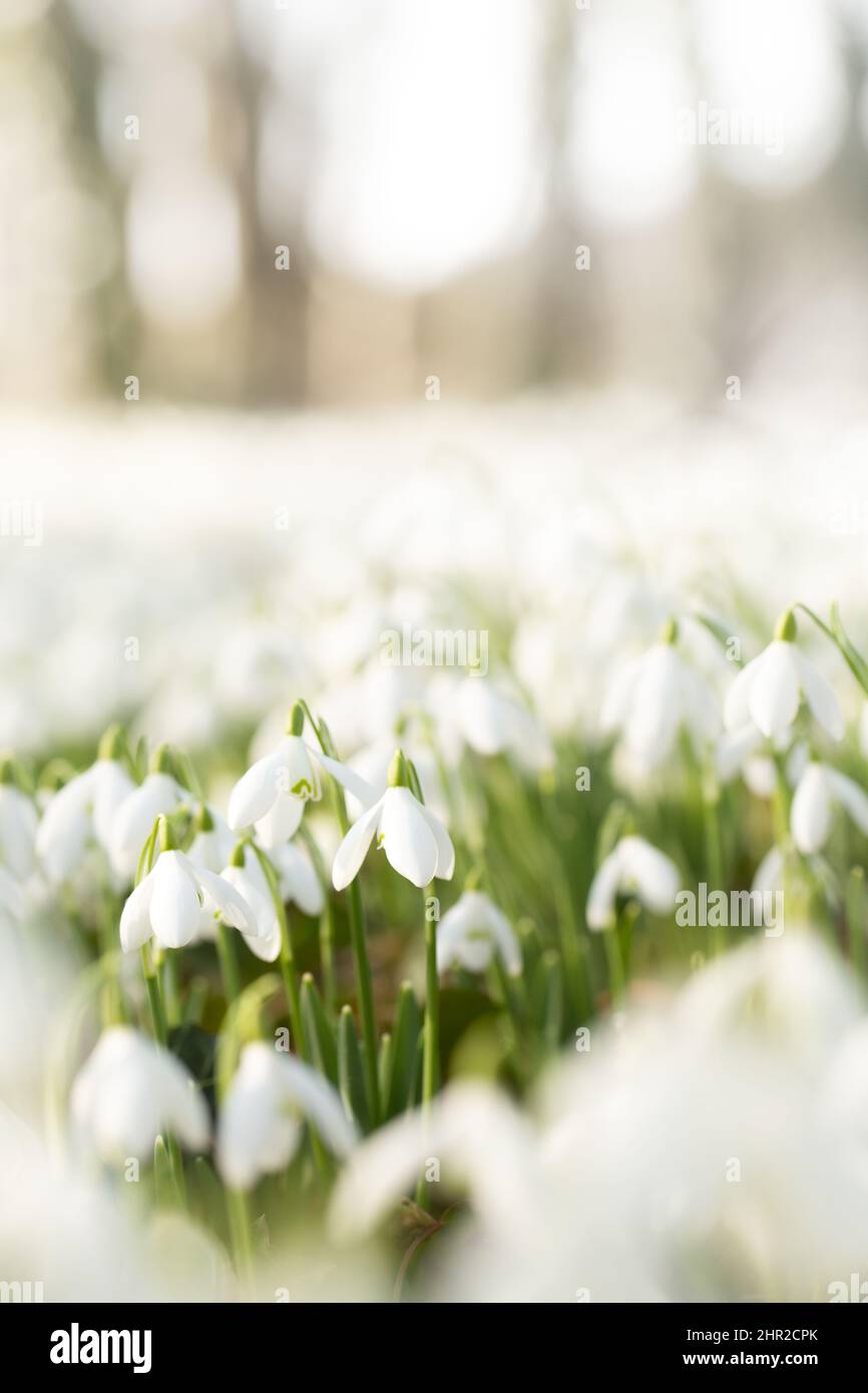 Ein Waldboden mit einem Teppich aus reinweißen Schneeglöckchen-Blumen, die den Frühling und neue Anfänge ankünden Stockfoto