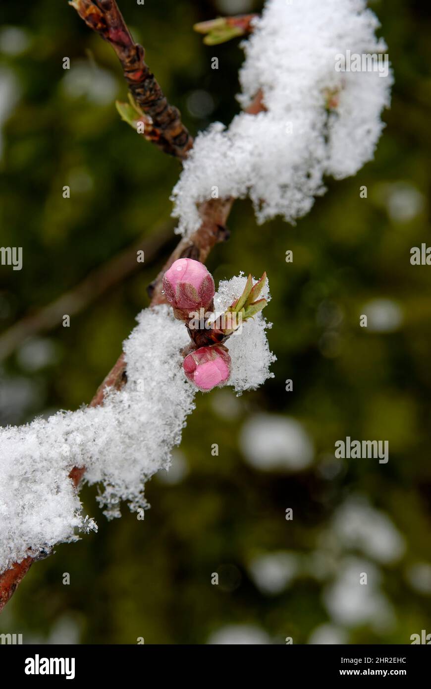 Knospen im Schnee. Ein Zweig eines Pfirsichbaums mit unentwickelten Blüten, nach einem Schneefall. Am letzten Tag des März - die Wende von Winter und Frühling. Stockfoto