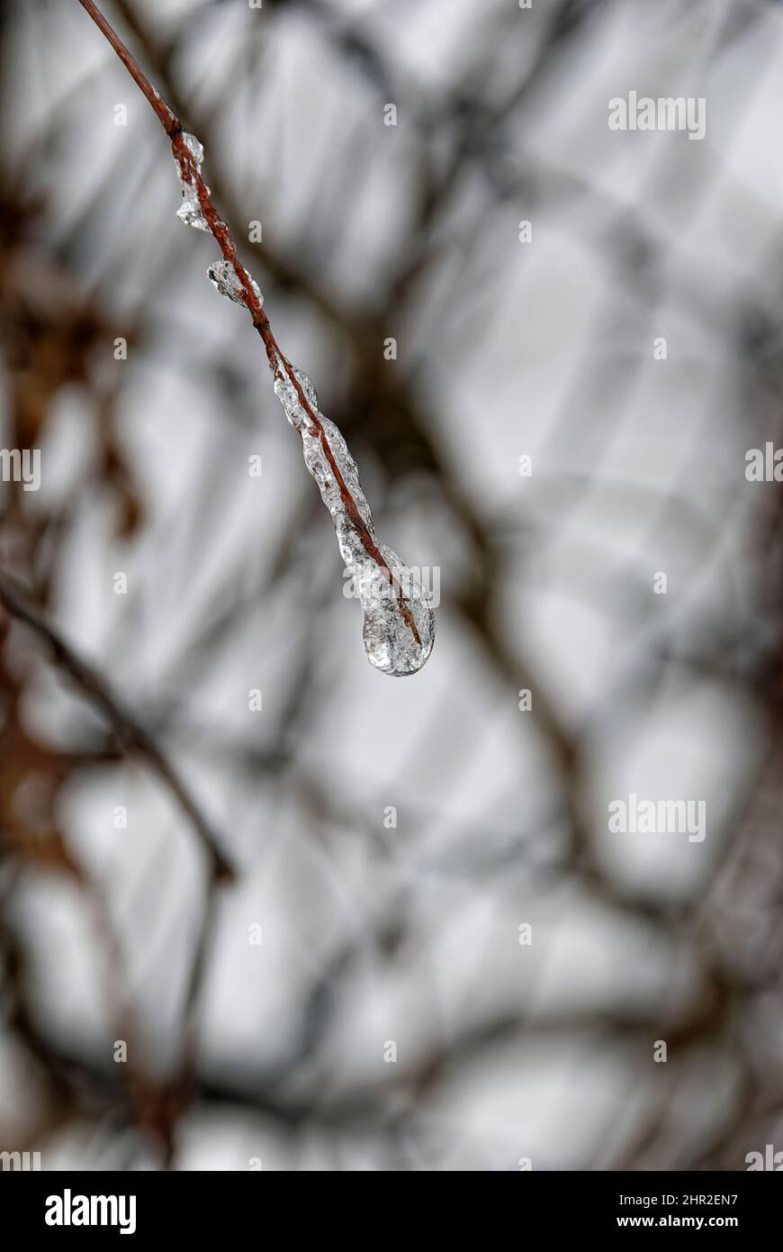 Ttwig im Eis. Ein kleiner Zweig, der im Eis gefroren war. Stockfoto