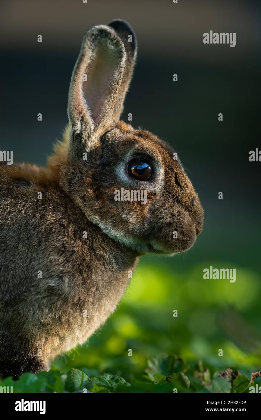 Porträt eines braunen niedlichen Zwergkaninchens, das im Gras ruht Stockfoto