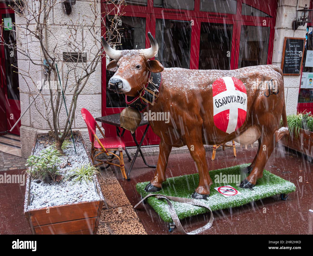 Annecy, Frankreich - 7. Januar 2022: Ein künstliches Kuhmodell, das am verschneiten Tag den Namen des Restaurants O Savoyard in der französischen Region Annecy trägt Stockfoto