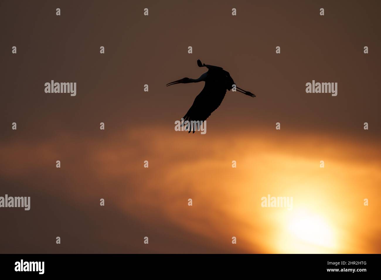 Gemalter Storch, der am frühen Morgen aus seinem Nest fliegt Stockfoto