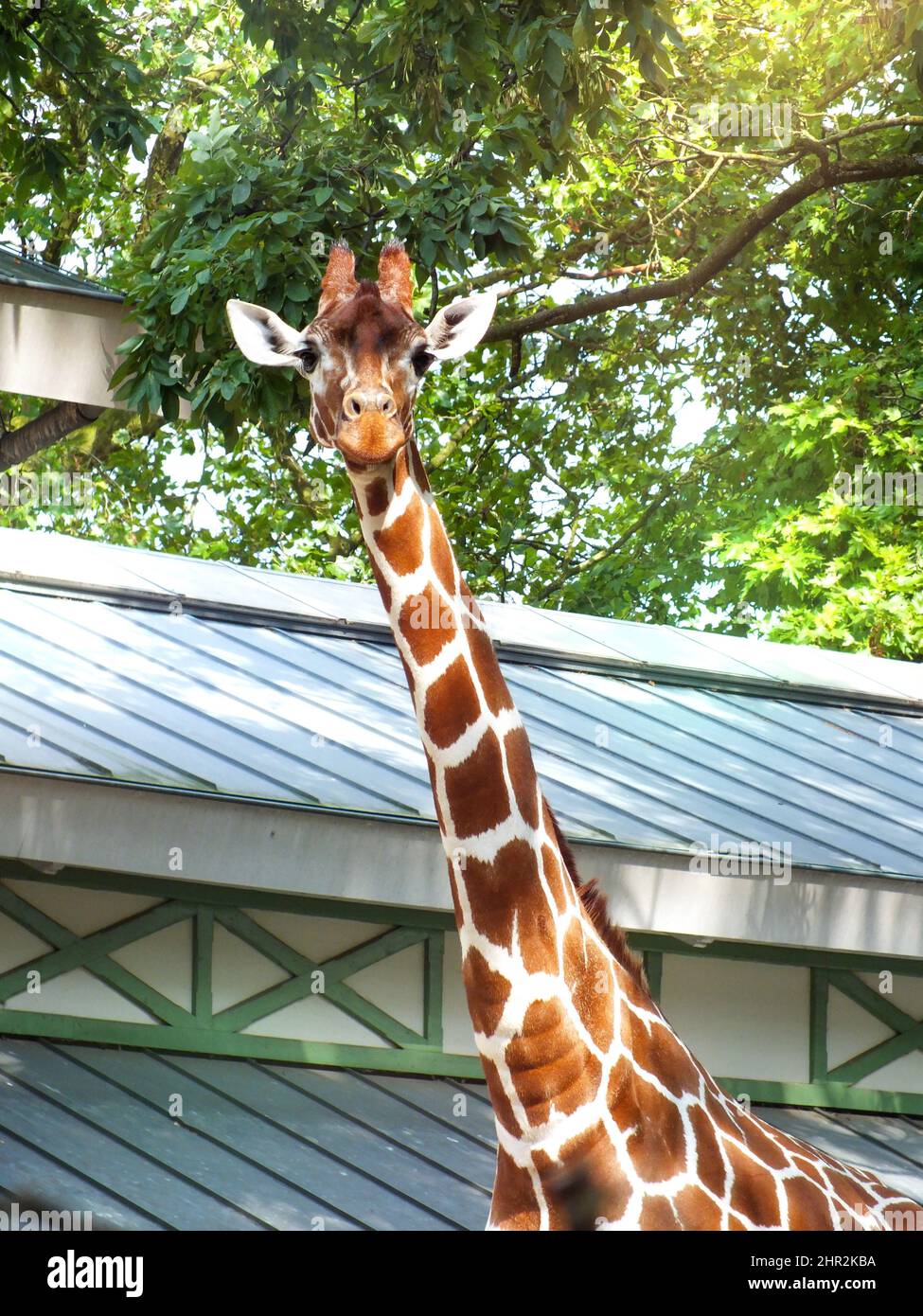 Giraffe-Porträt-Foto mit grünen Blättern Hintergrund, nette glückliche Giraffa in einem Zoo geschossen, hohe Tier in die Kamera schauen Stockfoto