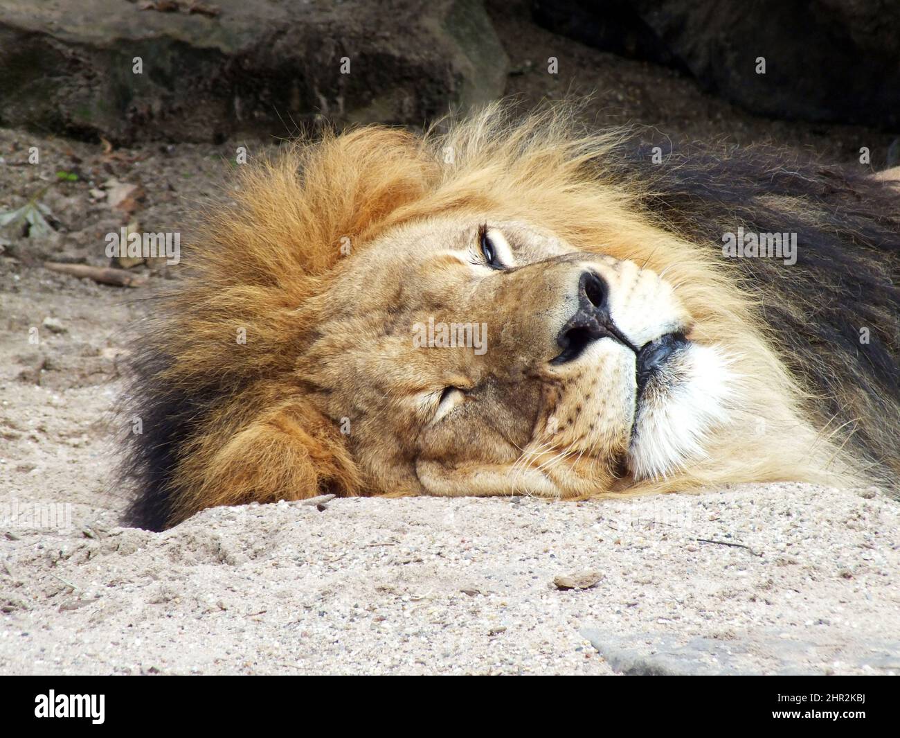 Löwenkopf aus der Nähe Schlafen auf sandigen Boden vor Felsen, liegend Löwe Gesicht Portraitfoto, große Katze ruht, Fokus, wild Tier Bild in einem Zoo Stockfoto