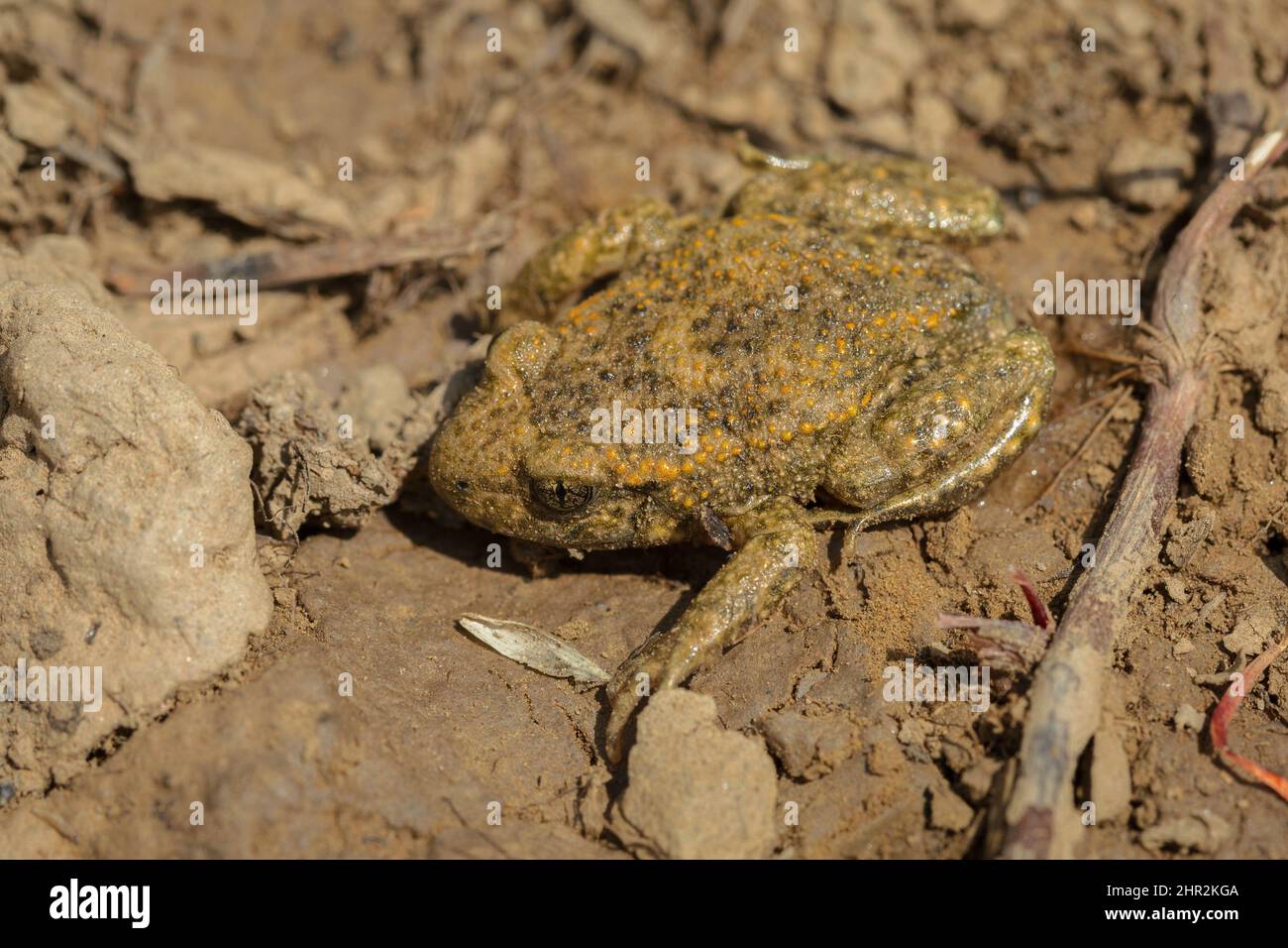 Gemeine Hebamme Kröte (Alytes Geburtshelfer), Piedrafita, Spanische Pyrenäen Stockfoto